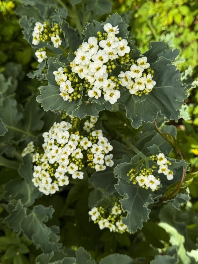 Sea kale (Crambe maritime)