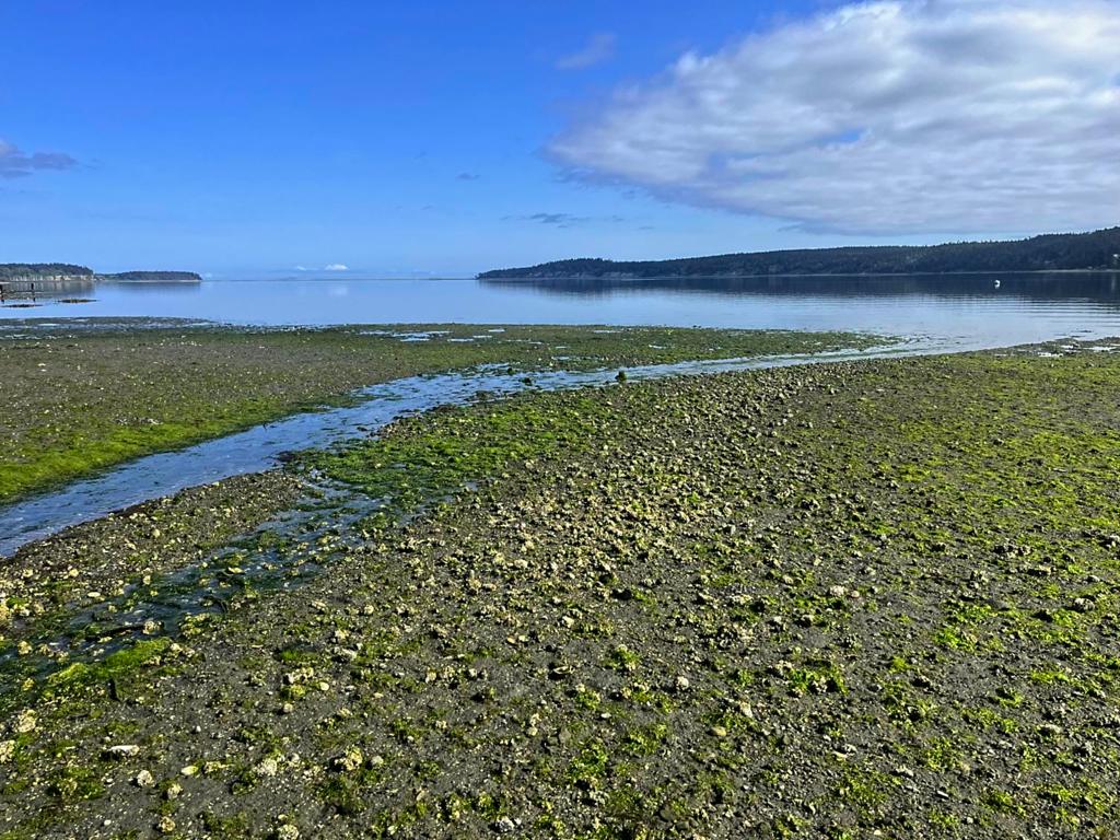 Sequim Bay_minus tide