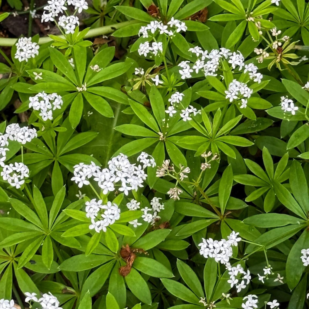 Sweet woodruff
