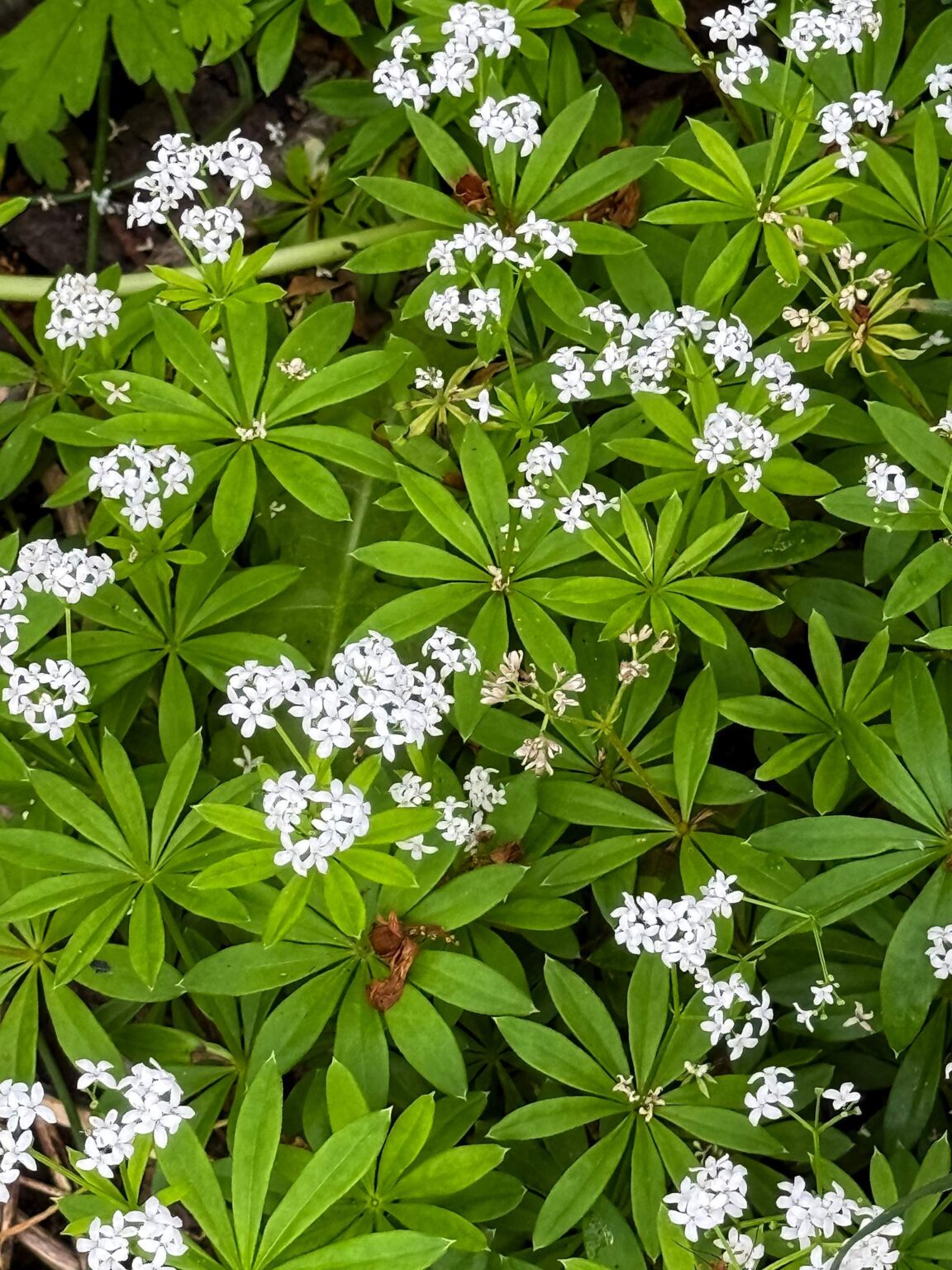 Sweet woodruff