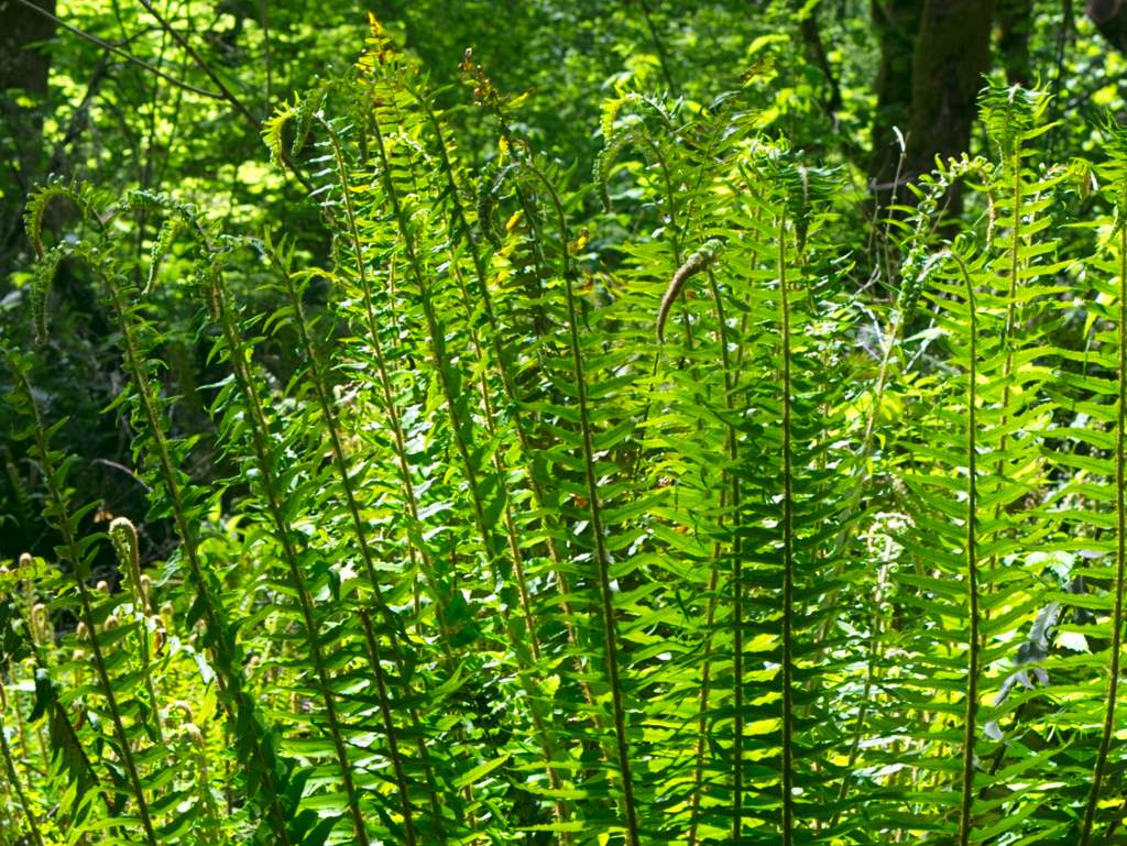 Tall green ferns