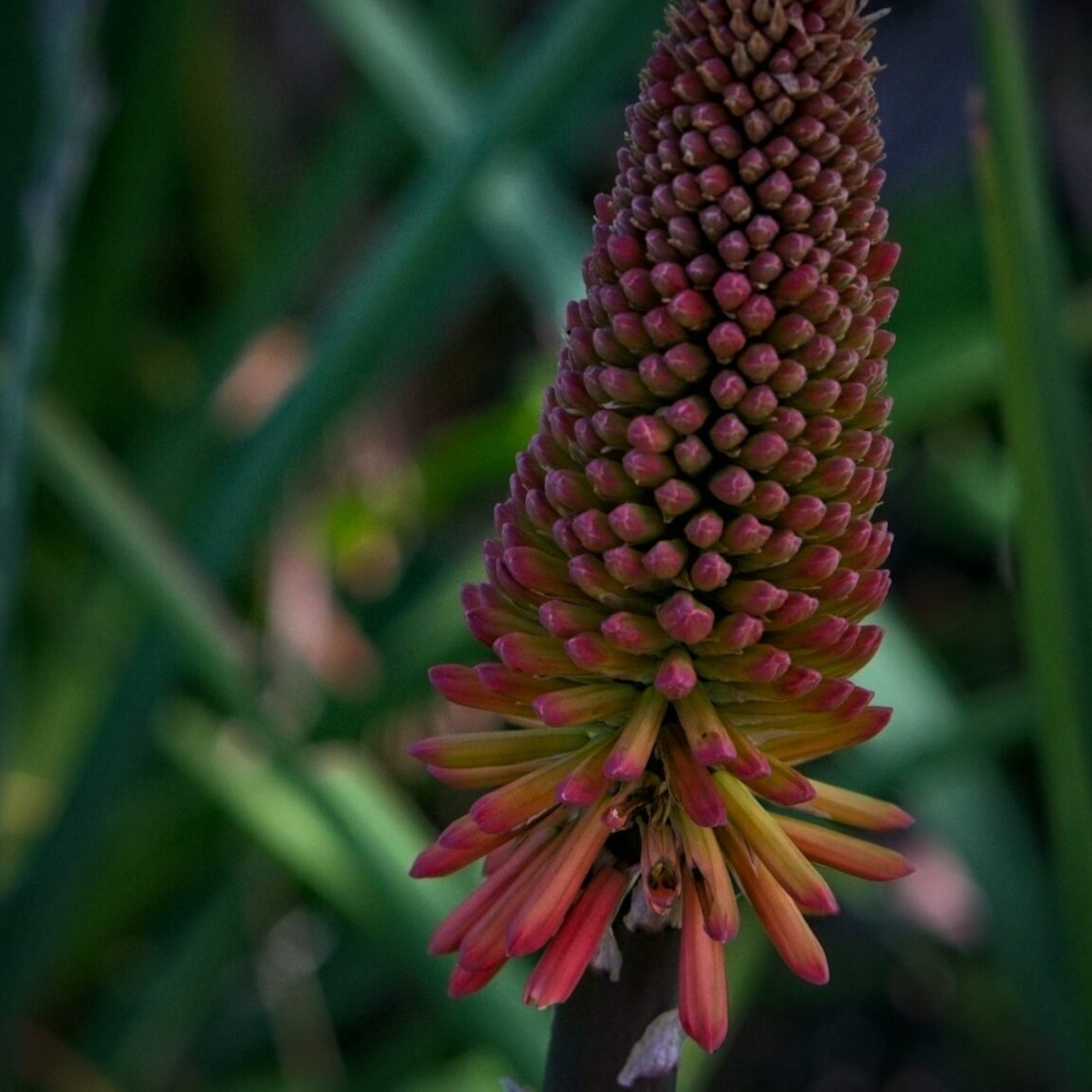 Torch Lily, aka Red Hot Poker