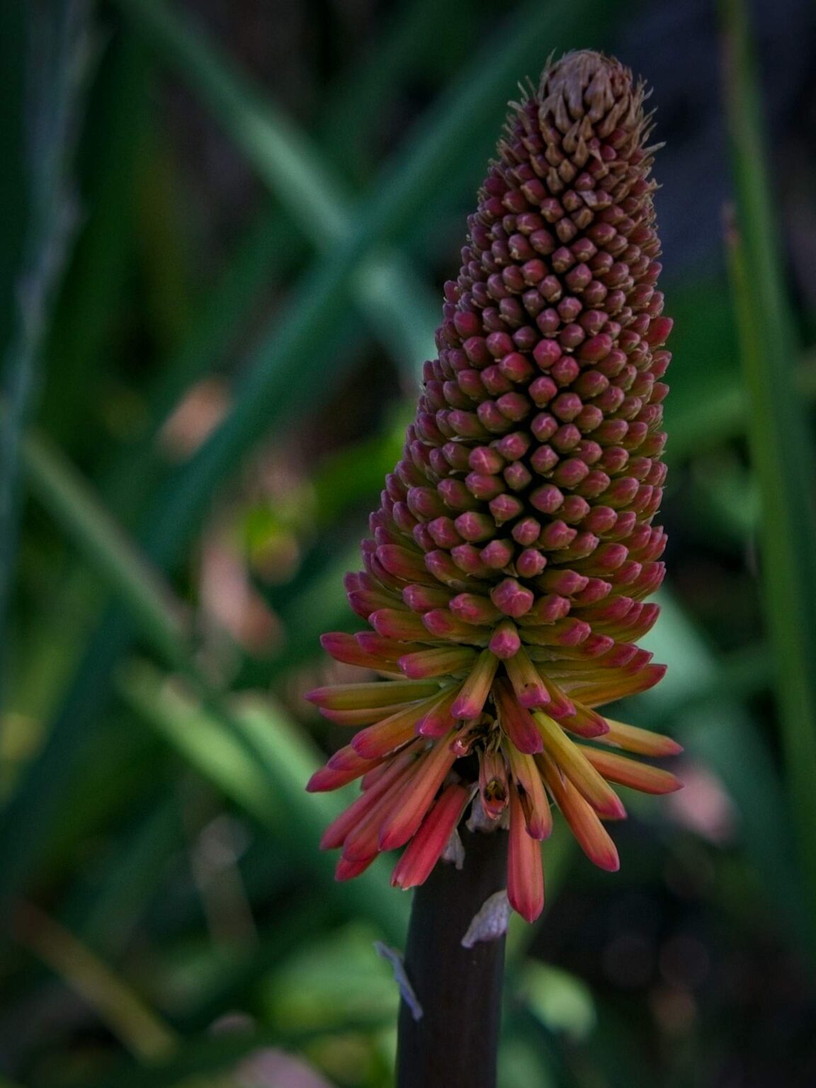 Torch Lily, aka Red Hot Poker