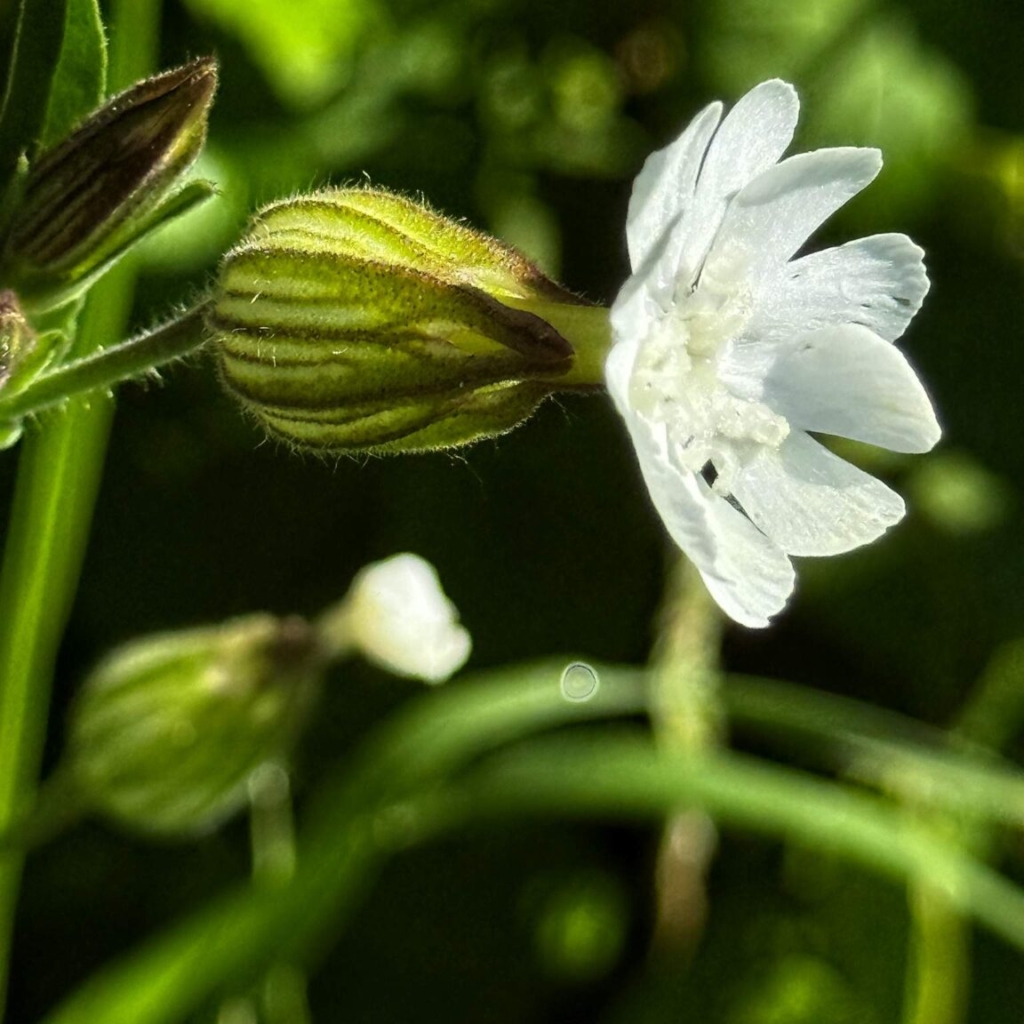 White Campion (Silene latifolia)