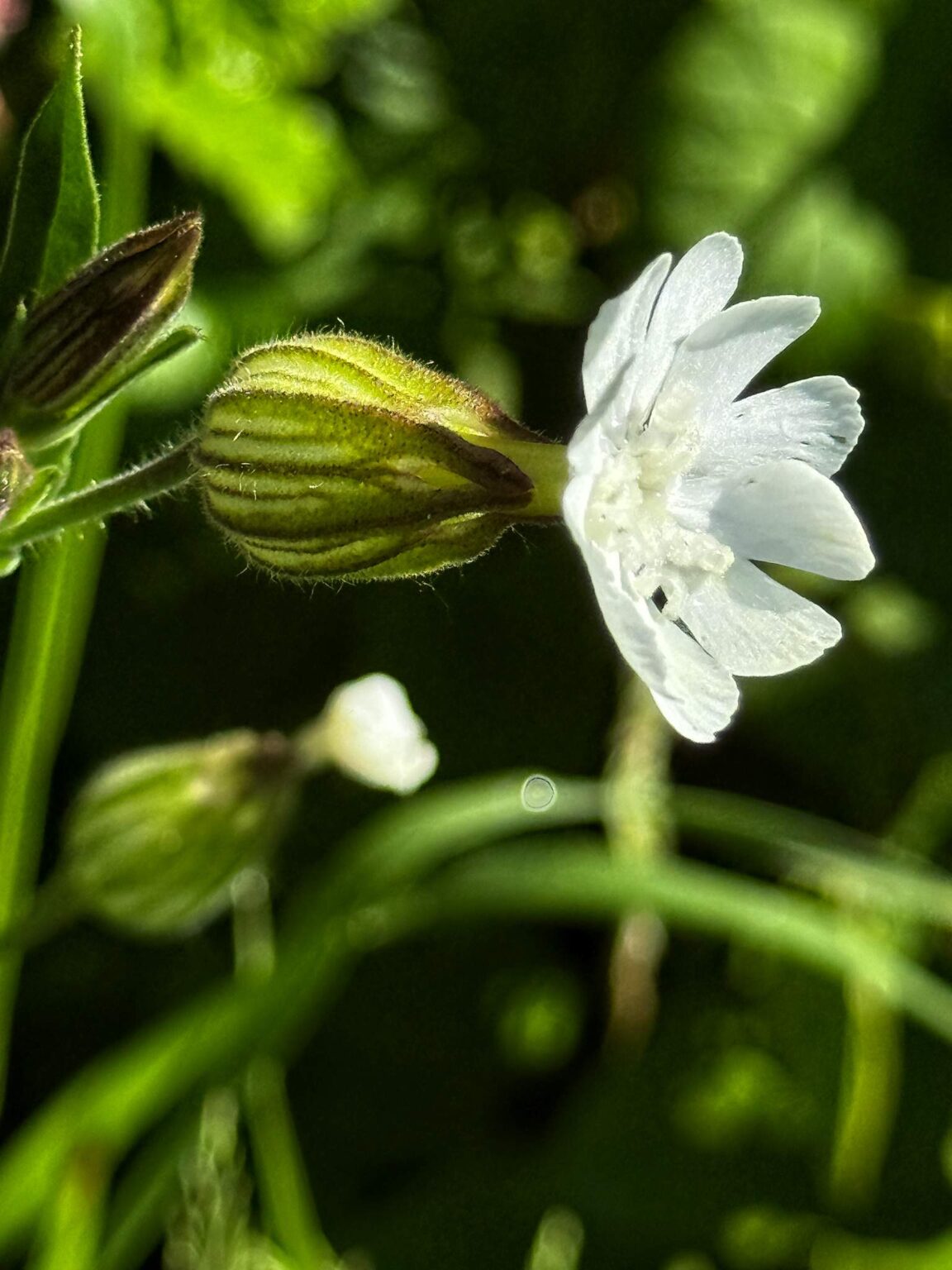 White Campion (Silene latifolia)