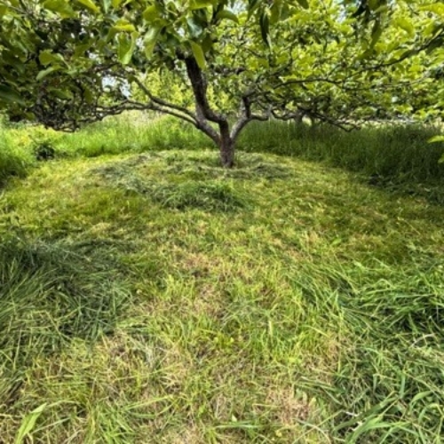 scythed grass in orchard