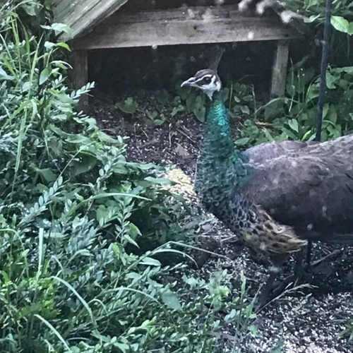 2021_06-21_peahen under birdfeeder Peahen under birdfeeder