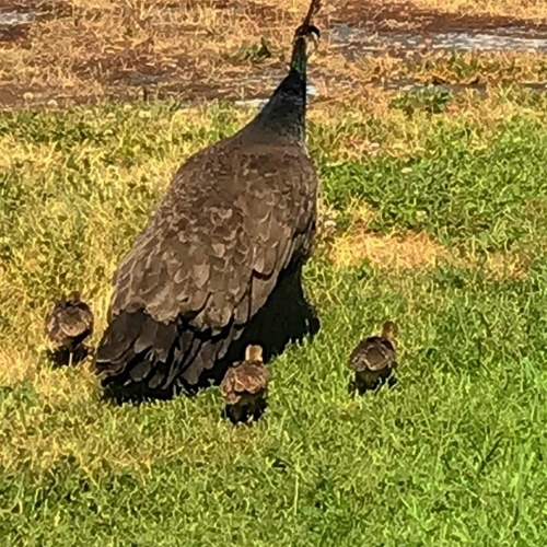 2021_07-05_Peahen+3 chicks Peahen + 3 chicks 2021
