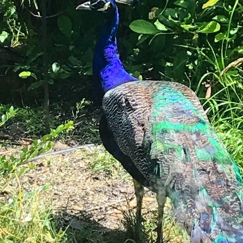 2021_07-06_Peacock profile in blue and teal Peacock profile in blue and teal -- brilliant bird!