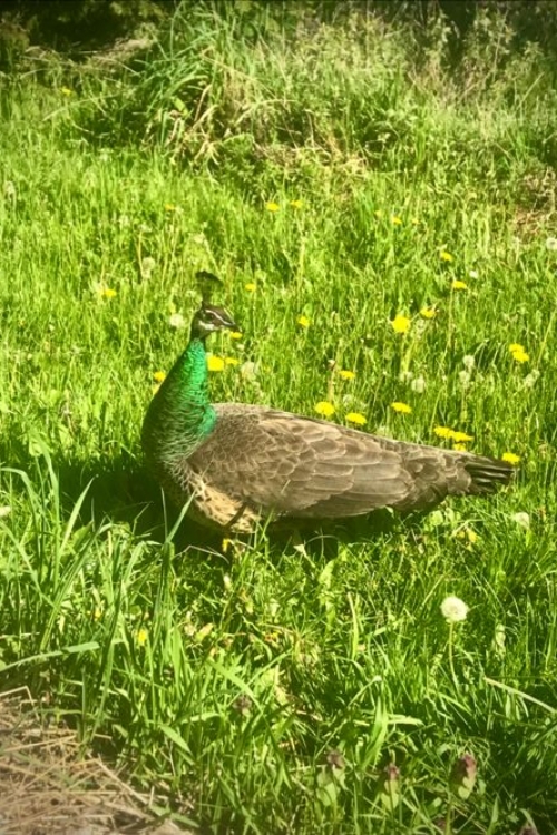 2022_05-08_Peahen in dandelions Peahen looking beautiful in a field of dandelions