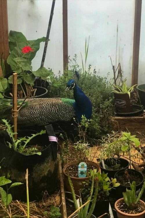 2022_05-09_peacock in greenhouse Curious peacock enters the greenhouse.