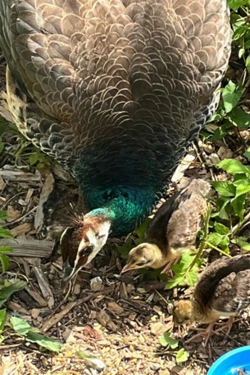 2022_06-28_Peahen points out food to chick Peahen points out food to chick