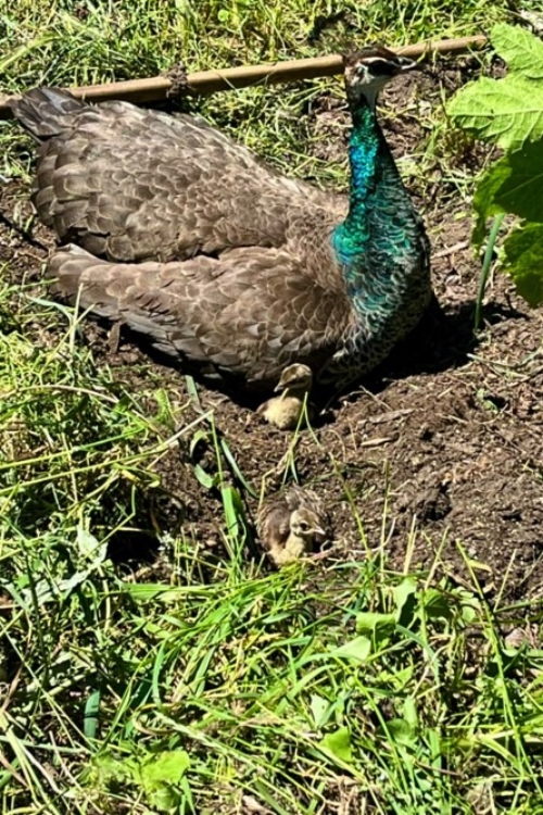 2022_06-30_Peahen+chicks dust bathe in mole hill Peachicks taking dust bath in mole hill