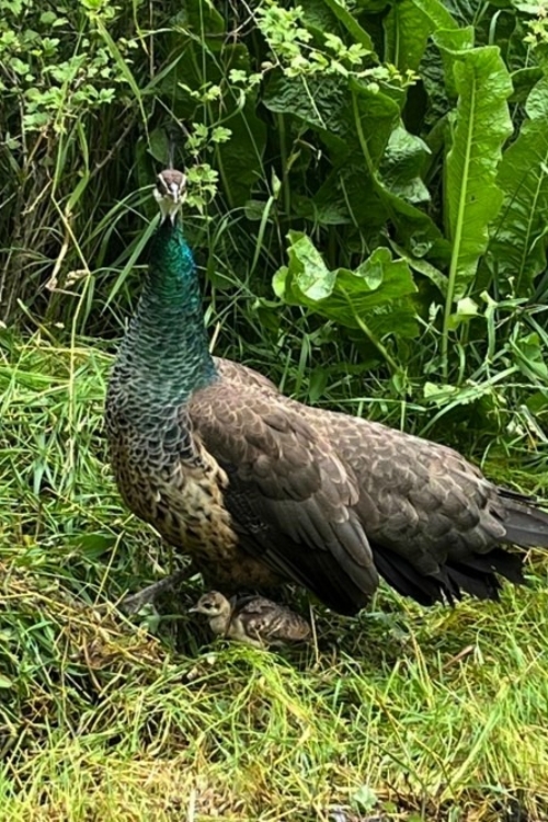 2022_07-06_Peahen w chicks Peahen with chick under wing