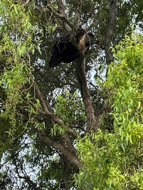 Peahen roosting high in the corkscrew willow tree