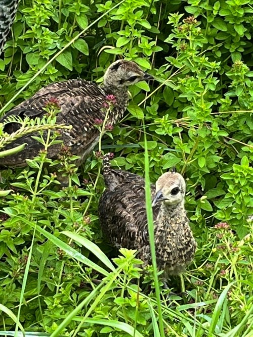 2 big peachicks