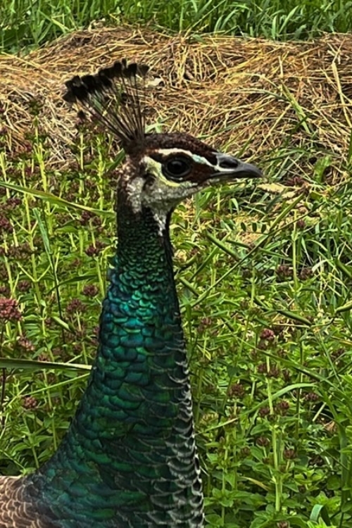 2022_07-22_Peahen portrait Peahen portrait