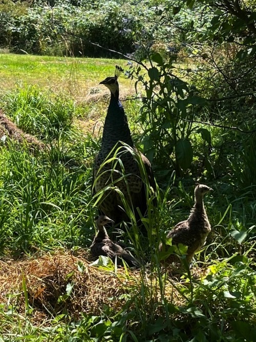 2022_07-28_Mama + chicks in tall grass Peahen and chicks in tall grasses in afternoon sun