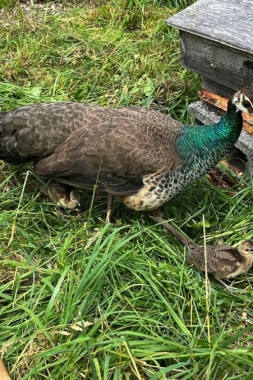 2022_08-08_mama w big chick Peahen showing her chicks the property
