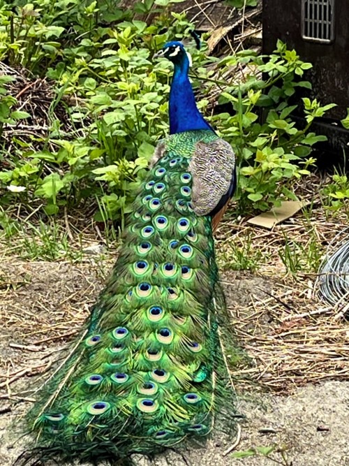 Peacock male with a tail to behold!