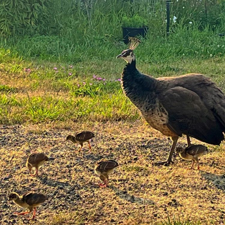 Peahen w 5 chicks