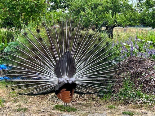 Peacock fanning tail; view from behind