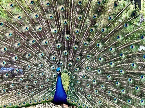 Peacock shimmering tail in full display
