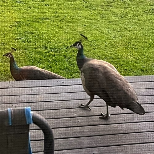 2024_05-11_All hens on deck Peahens on our front deck.
