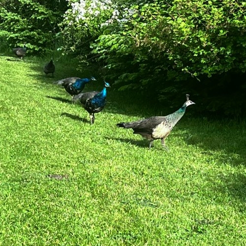 2024_06-01_Birds on the run A half dozen peacocks run for cover.