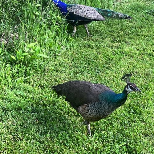 2024_06-01_Peafowl both directions Peafowl going right and left