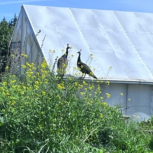 2024_06-06_Peafowl on greenhouse roof Peafowl on greenhouse roof