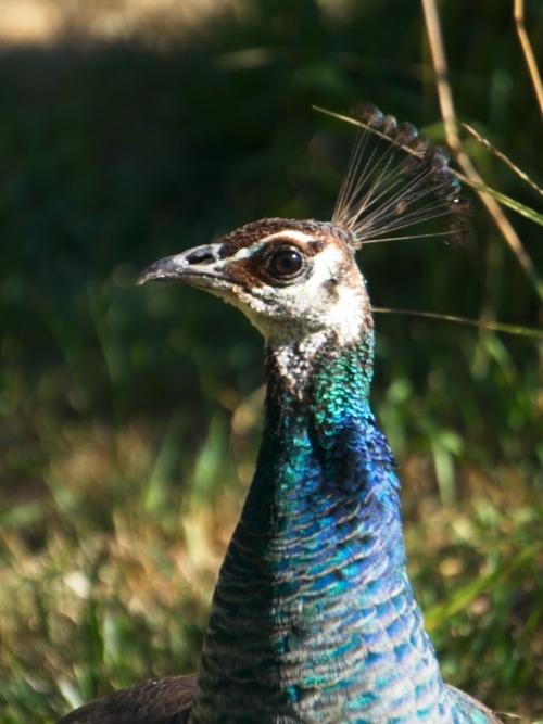Peahen side-eye