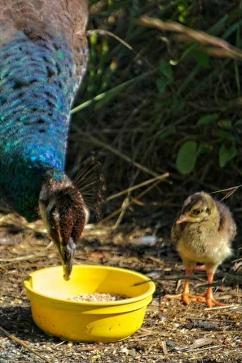 2024_08-03_mama peahen teaches chick Mama peahen teaches chick to get grain