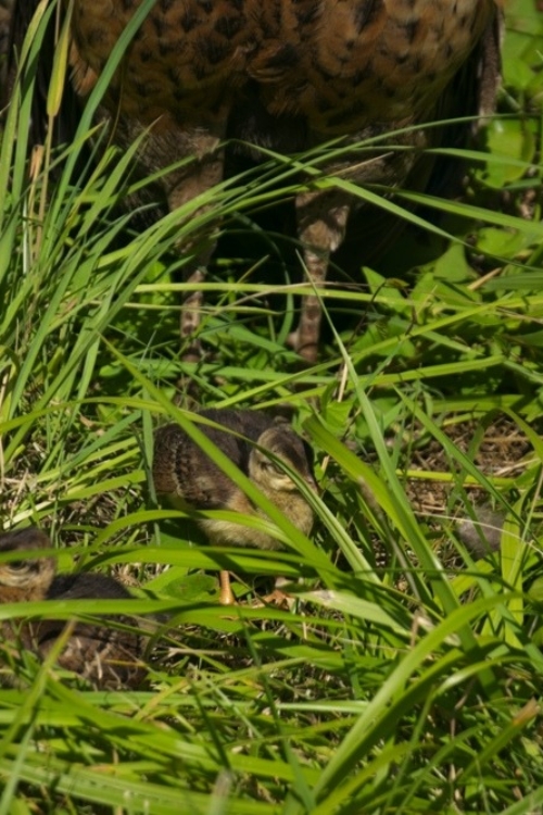 2024_08-03_mama peahen protects chicks Big Mama Peahen - always nearby.