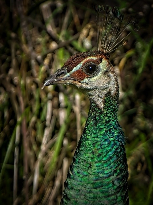 Peahen understanding. We are friends now. She knows I will help her.