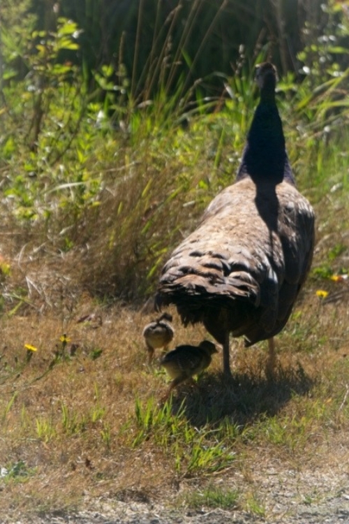 2024_08-03_peahen w 2 chicks Peahen w 2 chicks