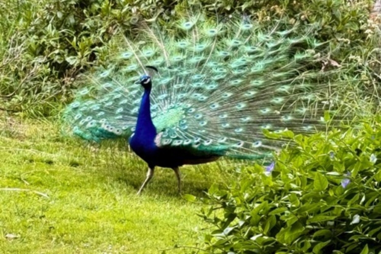 2025_06-08_peacock fan Peacock fans out his tail in a display of claiming territory