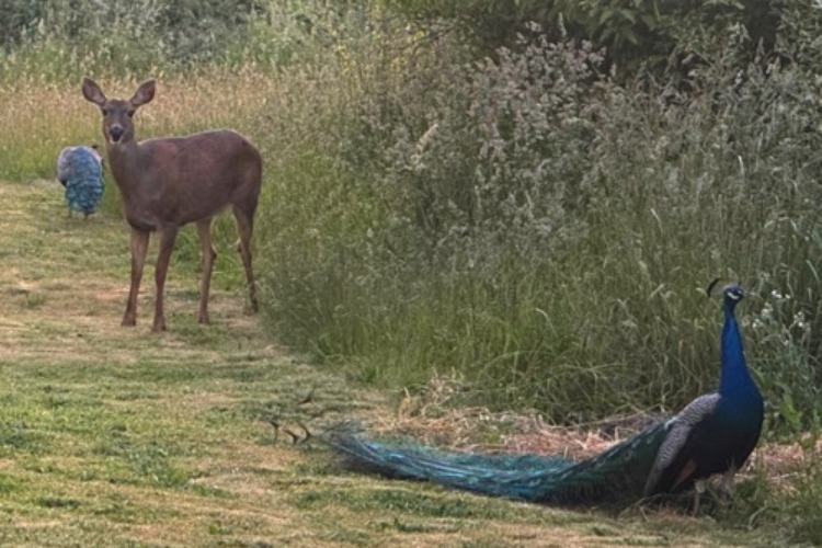 2025_06-08_peacocks + deer confront Curious young deer meets two peacocks