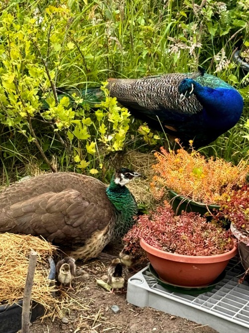 Happy peafowl family