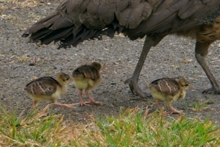 2025_06-20_Peachicks run to keep up