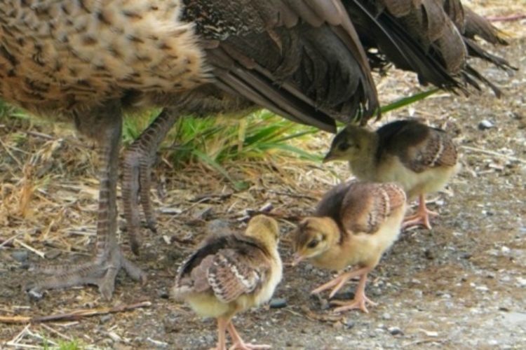 2025_06-20_Peachicks under mama peahen