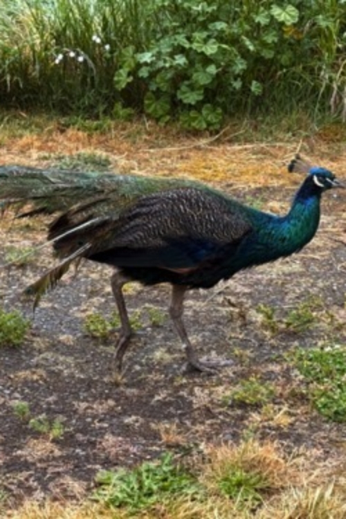2025_06-21_Frantic male Frantic peacock survivor after fighting for chicks
