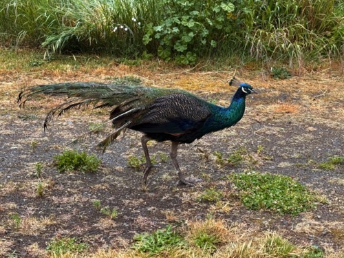 Frantic peacock survivor after fighting for chicks