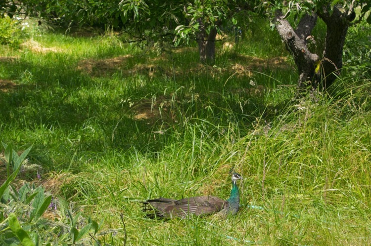 Mama peahen sits in orchard where chicks were taken in the night