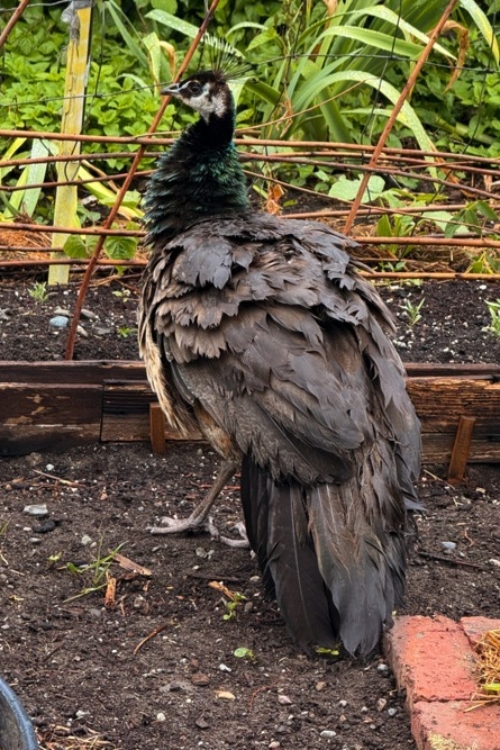 2025_06-21_Peahen after onslaught Peahen on tragic morning after predator captured chicks