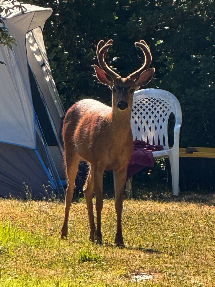 Buck with velvet antlers by tent in backyard