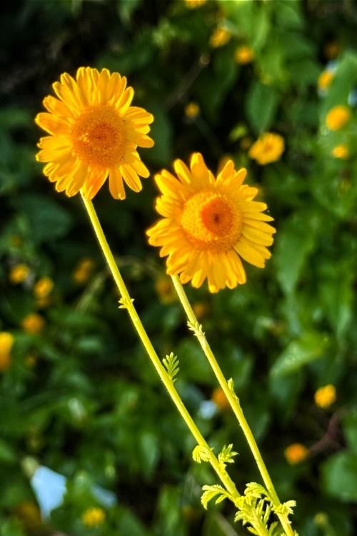 Golden Margeurite