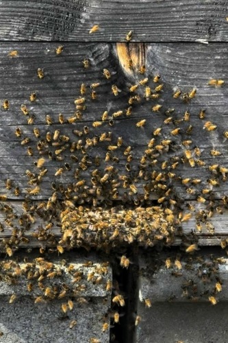 Honey bee swarm