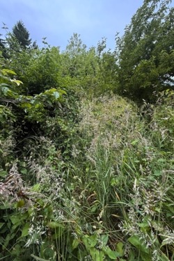 Weedy garden chaos.