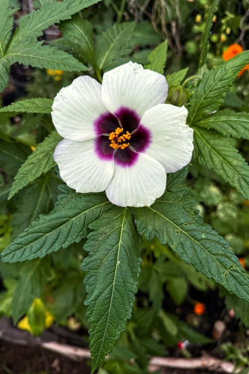 Kenaf, aka Indian Hemp, Hibiscus cannabinus